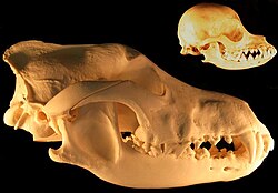 Neoteny and reduction in skull size – grey wolf and chihuahua skulls