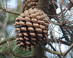 Ovulate cone