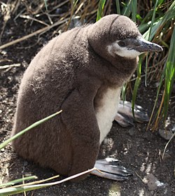 A chick at Isla Martillo in Tierra del Fuego, Argentina