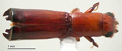 Dinoplatypus chevrolati from Papua New Guinea, an example of Platypodinae, another species-rich group of ambrosia beetles