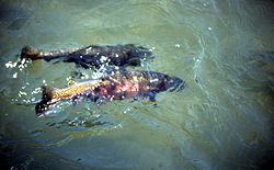 Cutthroat trout are monogamous pair spawners