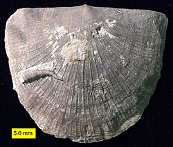 Strophomenid brachiopod with attached cornulitid worm tube (Upper Ordovician, SE Indiana, USA). Brachiopod valves often serve as substrates for encrusting organisms.