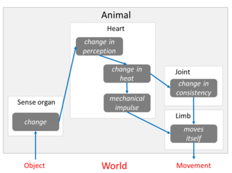 Information processing: Leroi's "centralized incoming and outgoing motions model" of an animal's "sensitive soul"; the heart is the seat of perception.[17]