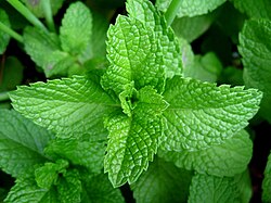 An example of mint leaves