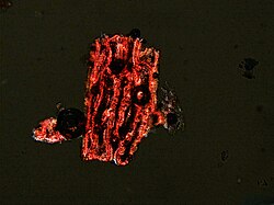 This image is part of reference collection work for archaeological dental calculus - i.e. looking at plants, animals and fungi from the inside to better understand them when finding them in archaeological samples. This image shows a piece of cranberry. This image was altered with AI to improve the quality and the colours