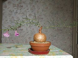 Flowering Ipomoea holubii with a thick caudex