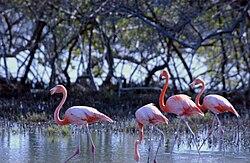American flamingos at the sanctuary at the southern end of Bonaire