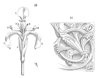 Iris compared with fleur-de-lis ornament[7]