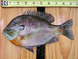 Small male bluegill sunfishes cuckold large males by adopting sneaker or satellite strategies
