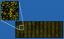 DNA microarray chip – some can do as many as a million blood tests at once.