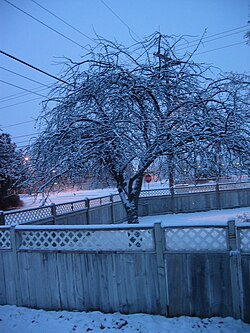 During winter dormancy, plant metabolism comes to a virtual standstill, due in part to low temperatures that slow chemical activity.[1]