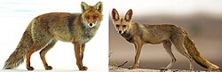 Bergmann's Rule demonstrated showing the difference in size between a larger northern fox, whose range spans colder regions, and a smaller desert fox, whose range is primarily in hot regions