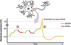 Summation of stimuli at an axon hillock