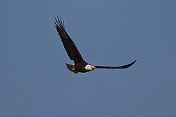 Bald eagle in flight near Hawkesville, Ontario