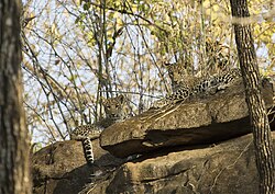 Leopard cubs in Satpura Tiger Reserve