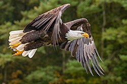In flight during a licensed performance in Ontario, Canada