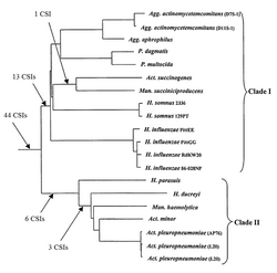 Figure 5: A concatenated protein tree showing the phylogenetic relationship of the group Pasteurellales. The number of CSIs that support the branching order are indicated .