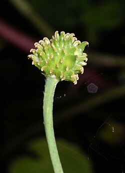 Seed head of Ranunculus showing developing achenes