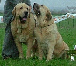 Spanish Mastiff used in expeditions and guard