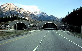 A wildlife crossing structure on the Trans-Canada Highway in Banff National Park, Canada. Wildlife-friendly overpasses and underpasses have helped restore connectivity in the landscape for wolves, bears, elk, and other species.