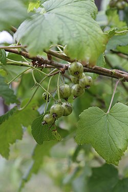 Green currant is a variant of blackcurrant cultivated in Finland; its berries lack the dark color and strong aroma typical of blackcurrant. This particular cultivar is 'Vertti'.