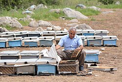 A professional beekeeper inspects hives for breeding and selection, Pendro.