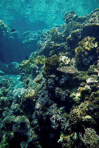 Shallow-water coral reef off Ataúro Island, Timor-Leste.