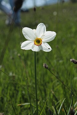 N. poeticus growing in Međulići, near Gacko, Bosnia and Herzegovina