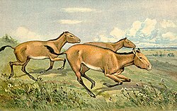 Hipparion
