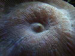 Oral end of actinodiscus polyp