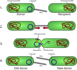 Schematic drawing of bacterial conjugation. 1- Donor cell produces pilus. 2- Pilus attaches to recipient cell, bringing the two cells together. 3- The mobile plasmid is nicked and a single strand of DNA is transferred to the recipient cell. 4- Both cells recircularize their plasmids, synthesize second strands, and reproduce pili; both cells are now viable donors.