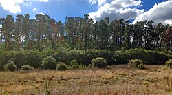 Monterey Pine trees plantation in Prospect Hill, Pemulwuy near Sydney in New South Wales