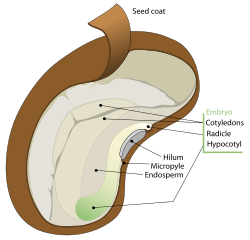 The parts of a bean seed (a dicot), showing the seed coat and embryo