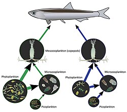 A simplified version of a food web in the Gulf of Naples in eutrophic (green) and oligotrophic (blue) summer conditions. In the Green system state, both copepods and microzooplankton exert a strong grazing pressure on phytoplankton, while in the Blue state, copepods increase their predation over microzooplankton, which in turn shifts its predation from phytoplankton to bacterial plankton or picoplankton. These trophic mechanisms stabilize the delivery of organic matter from copepods to fish.
