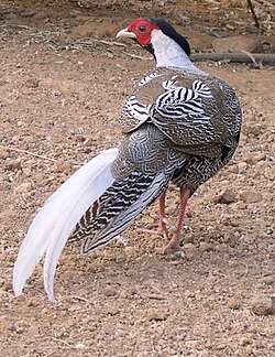 Silver pheasant cock in captivity. Note the brown patches, typical of sub-adult males