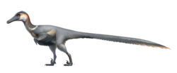 Austroraptor, an unenlagiine