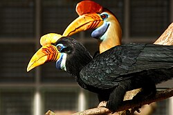 The brightest colours on most hornbills, like this pair of knobbed hornbills, are found on the beaks and bare skin of the face and throat.