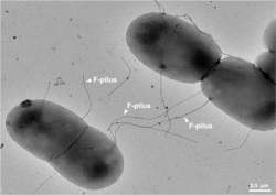 E. coli cells going through conjugation and sharing genetic information. F-pilus is reaching towards other cell.