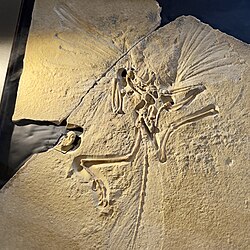 London Specimen of Archaeopteryx