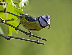 Blue tit with prey item