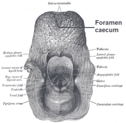 Foramen cecum and terminal sulcus labelled above