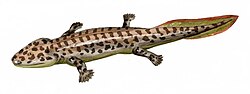 Acanthostega, a Devonian labyrinthodont, c. 365 mya[33]