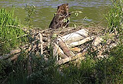 Beaver near a dam made of tree trunks