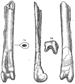 Type specimen (a partial right tibia) of H. altus in several views