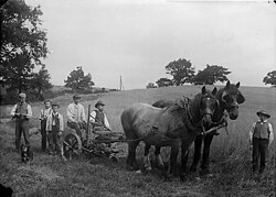 Haymaking in Wales c. 1885