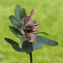 Swelling seed pods, Helleborus orientalis