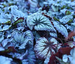 Plum Paisley Begonias in a greenhouse.