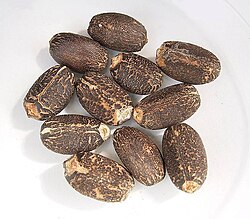 Jatropha curcas seeds