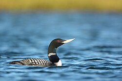A yellow-billed loon, a diving bird in the order Gaviiformes, swimming on a lake in the northern area of Alaska, United States