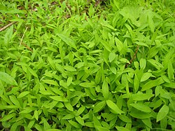 Microstegium vimineum, an invasive groundcover